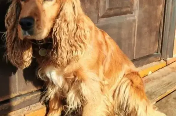 Объявления о пропавших и найденных животных, Воронежская область, фото: Пропала собака в Борисоглебске