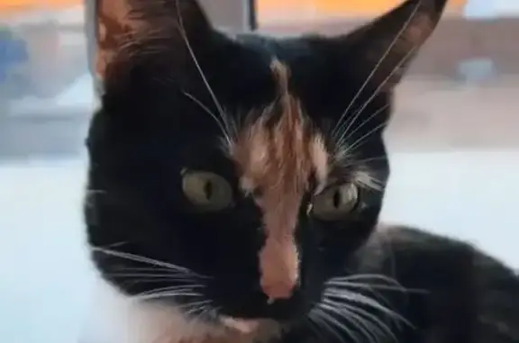 Кошки потеряшки, Москва, фото: Потеряшка кошка, 9-я Парковая, Москва