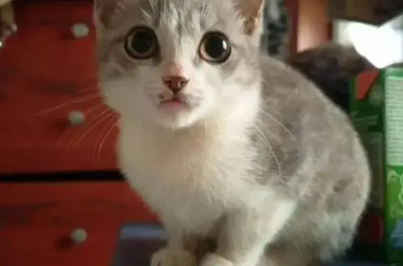 Кошки потеряшки, Кемеровская область, фото: Потеряшка кошка, Прокопьевск, Ясная Поляна