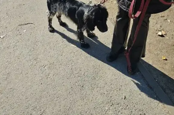 Собака найдена, ул. Репина, Волгоград