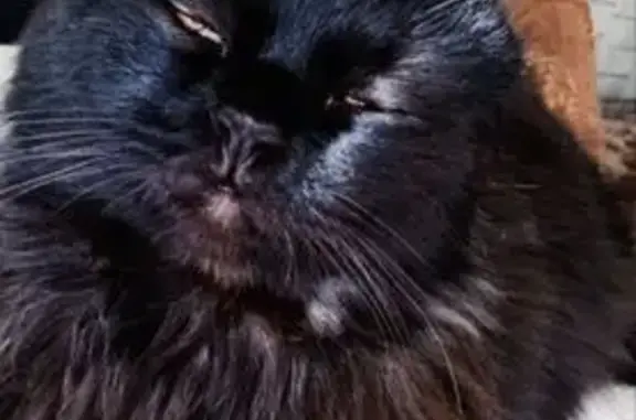 Пропала кошка, ул. Бубнова, 13, Куса