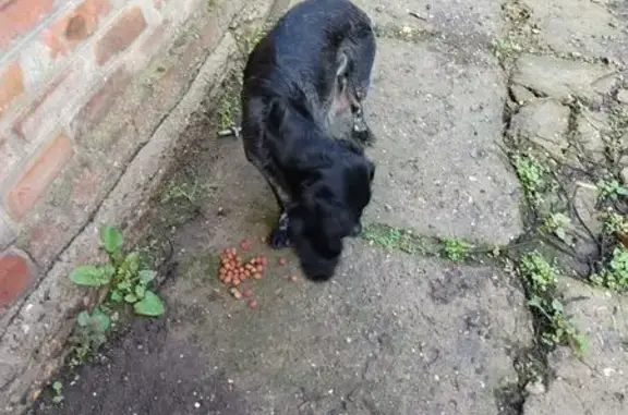 Найдена собака, , фото: Собака найдена: Полтавская ул., Большие Челбасы