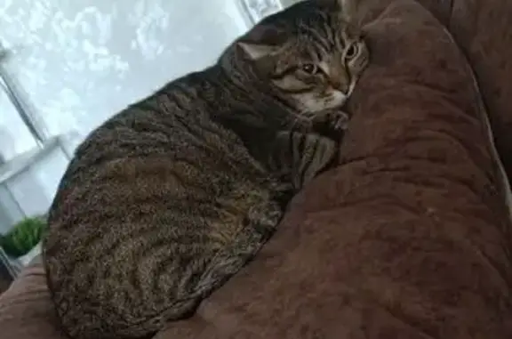 Кошки потеряшки, Ангарск, фото: Потеряшка кошка Сэм, Ангарск, Молю 11