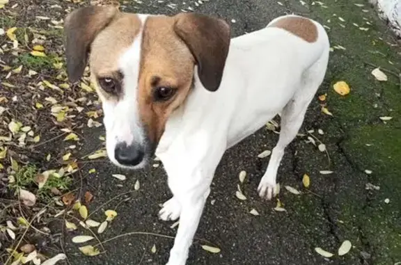 Собака найдена: Алма-Атинская, 204, Краснодар