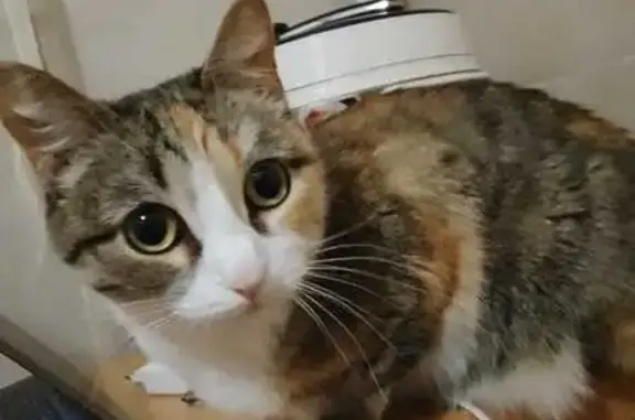 Кошки потеряшки, Томск, фото: Потеряшка кошка, ул. Говорова 32, Томск