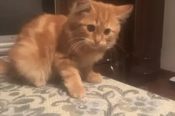 Кошки потеряшки, Вологда, фото: Потеряшка кошка на Ольховой улице, Вологда