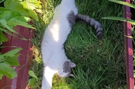 Кошки потеряшки, , фото: Потеряшка кошка, ул. Черняховского, 38