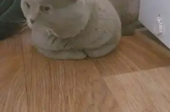 Кошка найдена на дереве, ул. З. Рабочего, 79