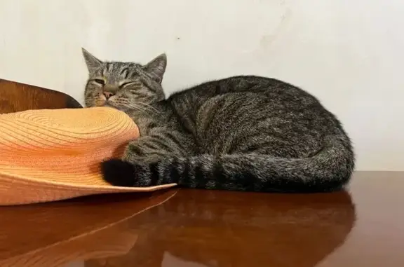 Кошки потеряшки, Голубево, фото: Потеряшка кошка, Шоколадная ул., Голубево