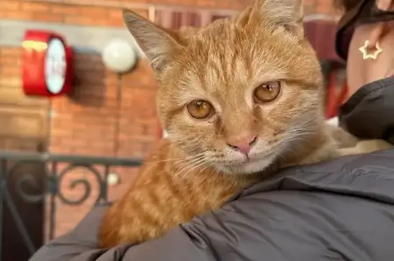 Найдена кошка, Томск, фото: Кошка у магазина, Октябрьская 26, Томск