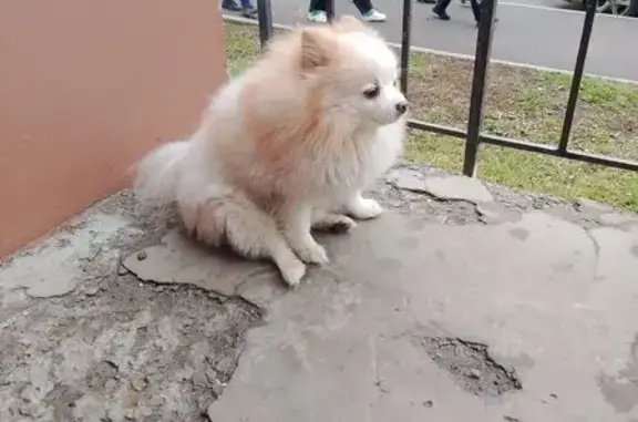 Найдена собака, , фото: Собака найдена: Маршала Савицкого, 18 к2