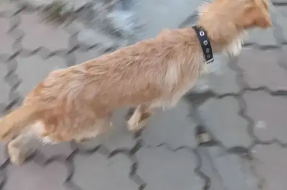 Сибирская ул., Томск: найдена собака