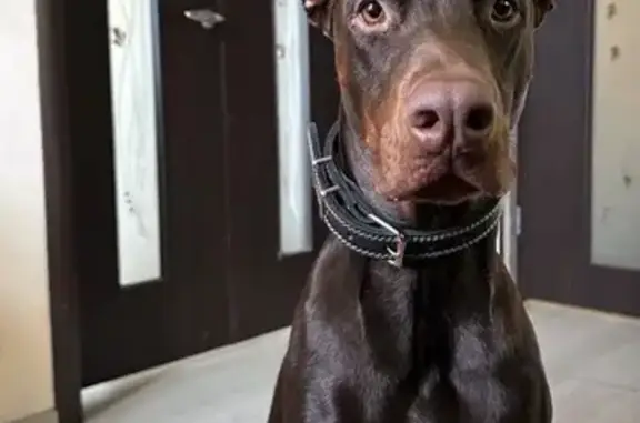 Найдена собака, Уфа, фото: Найдена собака на Айской ул., Уфа