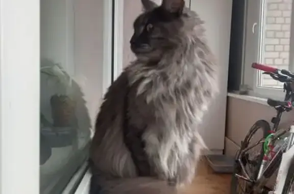 Найдена кошка, Псков, фото: Кошка найдена: Рижский пр., 76/2, Псков