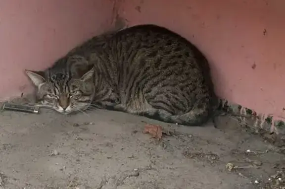 Кот найден на ул. Ерофеева, 20, Тверь