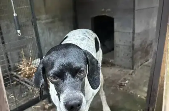 Собака найдена: парк Динамо, Воронеж