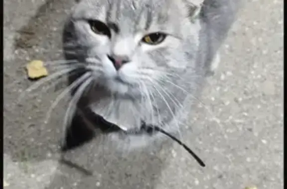 Пропала кошка, Зубцов, Тверская обл.