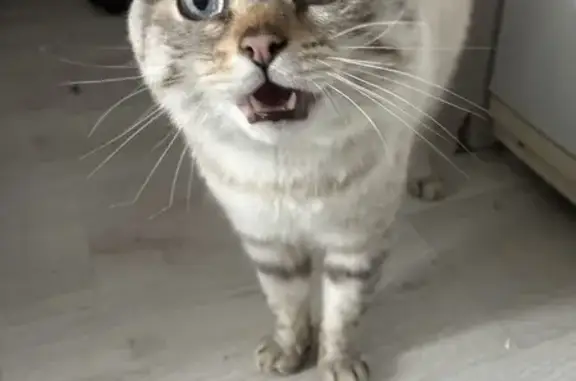 Найдена кошка, , фото: Кошка найдена в лесу, Казань, Татарстан