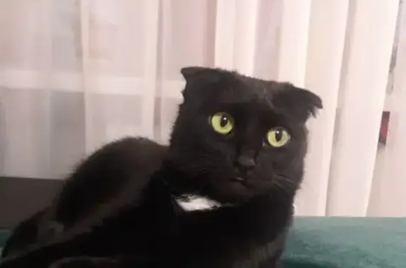 Кошки потеряшки, Оренбург, фото: Потеряшка кошка, Химическая 8/1, Оренбург