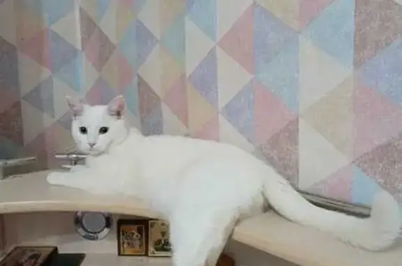 Пропала кошка, Орша, Беле-Кушальское