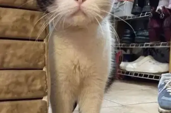 Найдена вислоухая кошка, Артельная 74