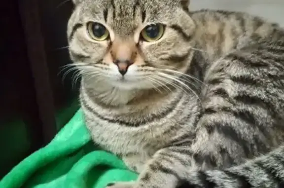 Пропала кошка, Парковая 60 к7, Анапа