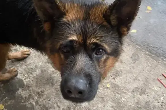 Найдена овчарка, 3-й Моковский пер., 27