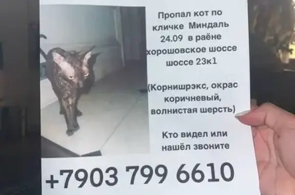 Кошки потеряшки, Москва, фото: Потеряшка кошка, Хорошёвское ш., 23 к1
