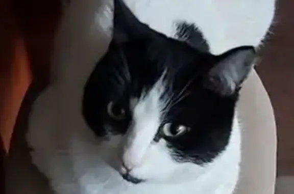 Пропал кот Сёма, Совхозная 92, Ижевск