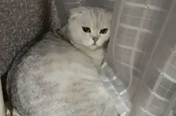 Найдена кошка, Тамбов, фото: Кошка найдена: Свободная 4 к 2