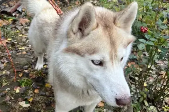 Найдена собака, Троицкое (чеховский Р-н), фото: Хаски найдена у кск Шарапово, Троицкое