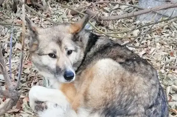 Найдена собака, Екатеринбург, фото: Собака найдена: пр. Седова, 48, Екатеринбург
