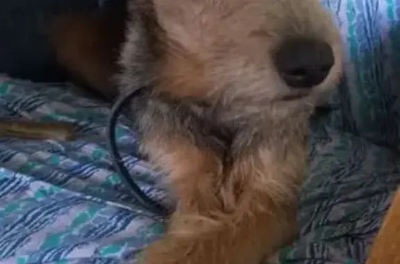 Собаки потеряшки, Нижегородская область, фото: Потеряшка собака в СНТ Ленинец-11, помогите!