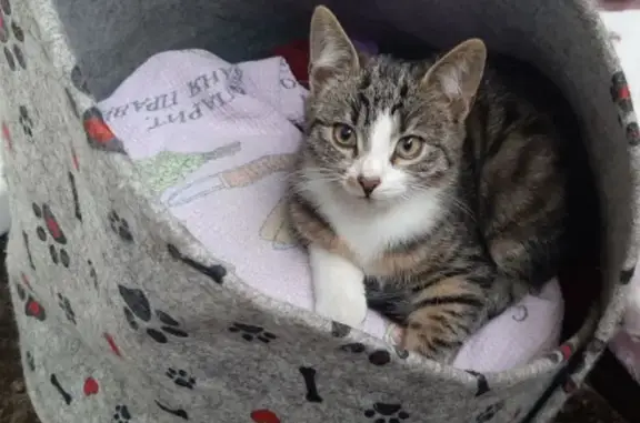 Кошка найдена: ул. Руставели, СПб