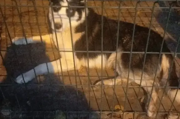 Найдена собака: Советская ул., 3А, Красное