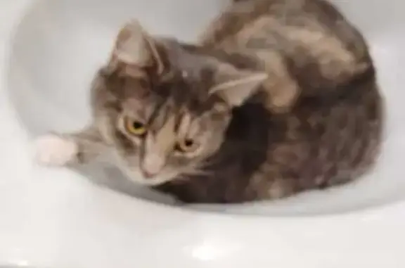 Кошки потеряшки, Жуковский, фото: Потеряшка кошка, Садовая ул., Жуковский