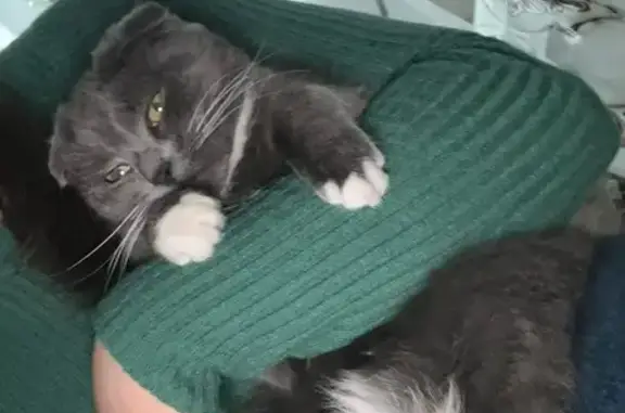 Кошки потеряшки, Валуйки, фото: Потеряшка кошка, ул. Ст. Разина, Валуйки