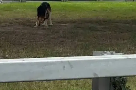 Овчарка на Волоколамском шоссе, Москва