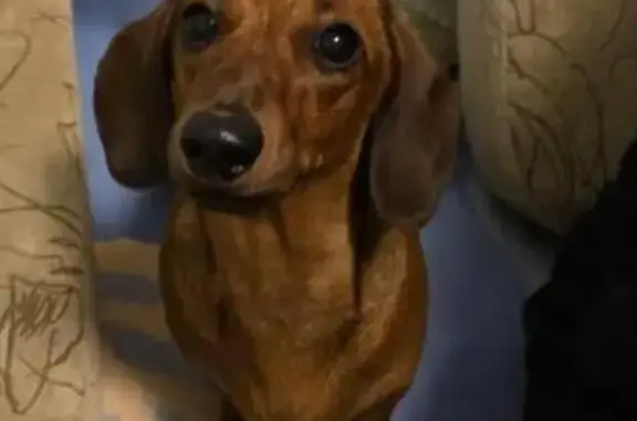 Найдена собака, Москва, фото: Собака найдена, пр. Мира, Москва