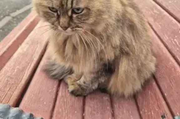 Найдена кошка, Тюмень, фото: Кошка найдена на Одесской улице, Тюмень