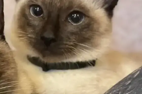 Кошки потеряшки, Златоуст, фото: Потеряшка сиамская кошка, Ватутина, Златоуст