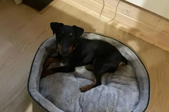 Пропал ягдтерьер, Анашкино, МО