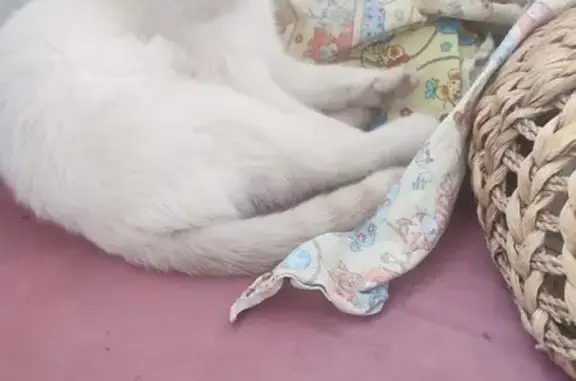 Найдена кошка, , фото: Кошка найдена: ул. Терновского, 148, Пенза