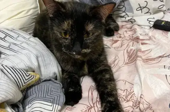 Кошка найдена у Олимпийский пр., 30 с1