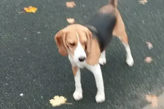 Найдена собака, Люберцы, фото: Бигль найден: Вертолётная ул, 6, Люберцы