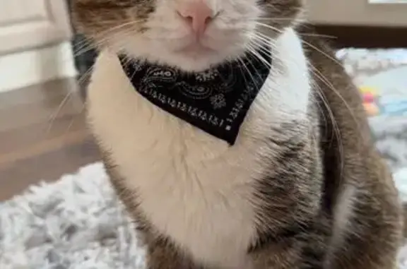 Пропала кошка в Мийнальском с/п, Карелия