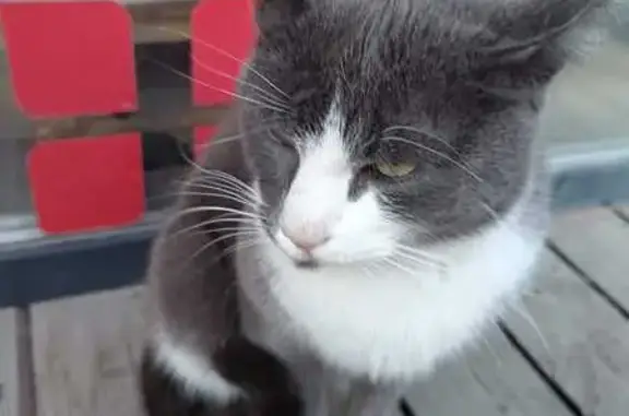 Кошка найдена у Верного, Пузакова 3, Тула