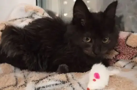 Потерянные животные Владимир, фото: Пропала кошка, ул. Безыменского 3, Владимир