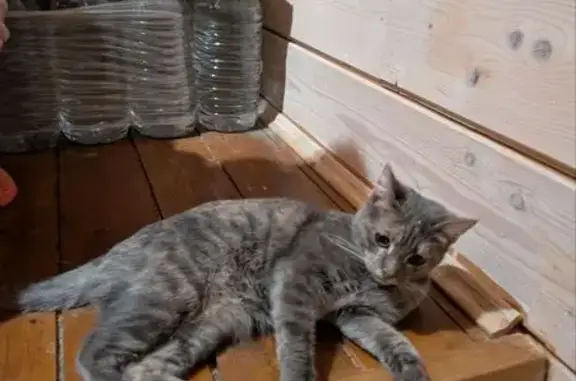 Кошки потеряшки, Пешки, фото: Потеряшка кошка, 113К Пешки