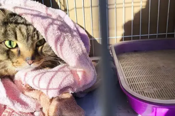 Кошки потеряшки, Чебоксары, фото: Потеряшка кошка, ул. Р. Люксембург, 2, Чебоксары